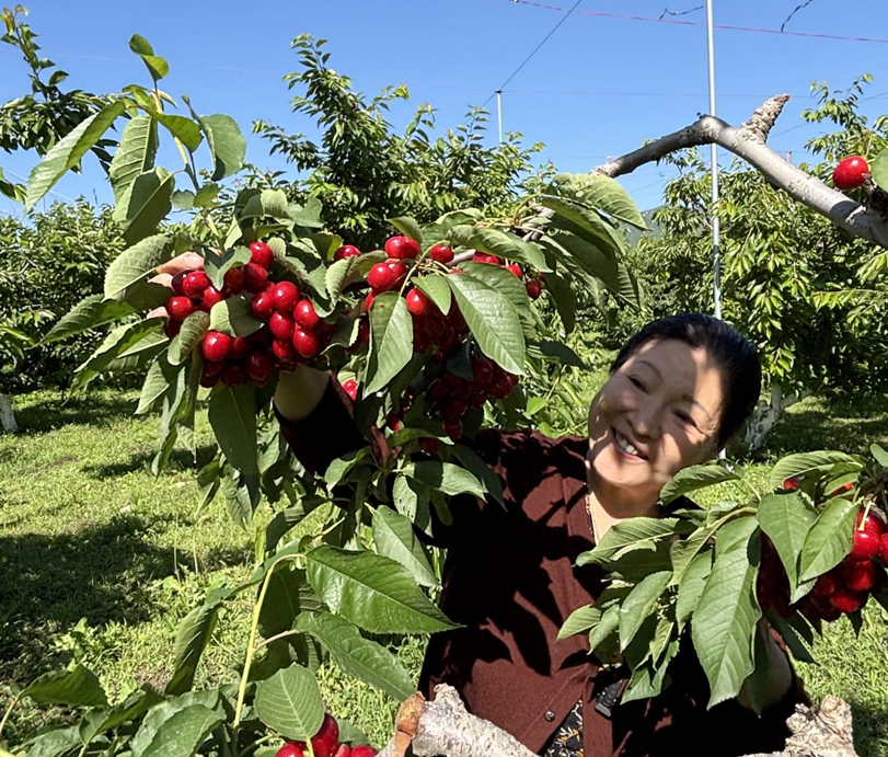 巴特櫻桃園：用草原羊血有機(jī)肥孕育的 “特等獎(jiǎng)” 櫻桃基地